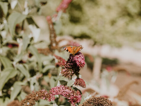 A red admiral butterfly sits on a buddleia flower, close up on a summer day