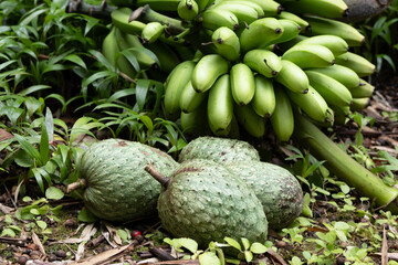 A cluster of soursop fruits in the foreground and a bunch of green bananas in the background amidst...