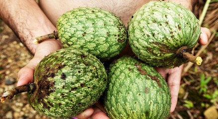 Fototapeta premium An adult man holding four soursop fruits in his hands; the image is at a close angle and the person is not recognizable