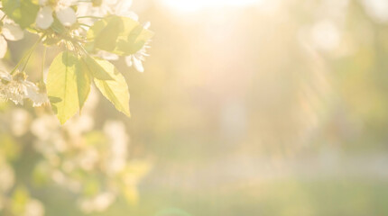 Obraz premium Dreamy Spring Sunlight with Soft Lens Flare and Bokeh Background, Ethereal Nature Scene with Glowing Leaves for Wellness and Beauty Branding