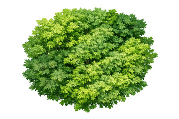 Obraz premium Green tree canopy from above with lush foliage, cut out and isolated on transparent background, providing natural elements