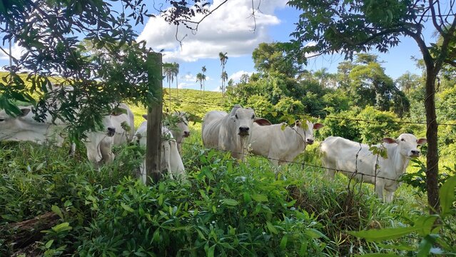 A cria&ccedil;&atilde;o de gado em uma pequena propriedade rural familiar.