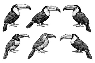 Obraz premium Vintage engravings of toucan birds in various poses