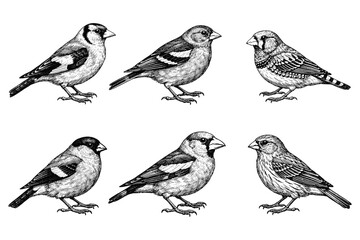 Fototapeta premium Detailed black and white illustrations of six diverse bird species in side profile