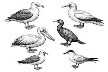 Obraz premium Illustrated compilation of diverse bird species: gulls, pelican, cormorant, and tern