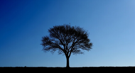 Bare Tree Silhouette Against Gradient Blue Sky