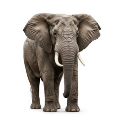 Obraz premium Large african elephant standing front view isolated on pure white background
