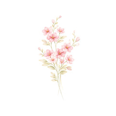 Pink Blossom Watercolor Floral Branch Isolated on Transparent Background