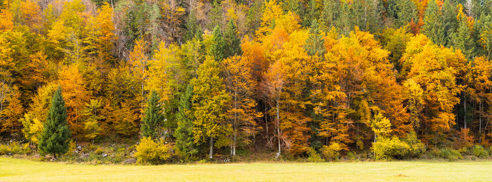 Autumn forest with vibrant yellow, orange, and green trees bordering a golden meadow. Bartolo Valley,Tarvisio,Friuli Venezia Giulia,Italy