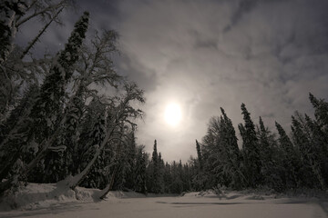 Obraz premium A snowy forest with trees covered in snow. The sky is dark and cloudy, and the moon is visible in the sky. Scene is serene and peaceful, with the quietness of the forest