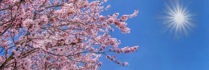 beautiful pink flowers on branches of cherry tree blooming at springtime on sunny blue sky background. © coco