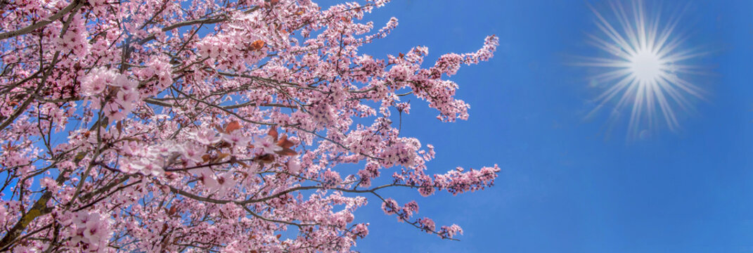 beautiful pink flowers on branches of cherry tree blooming at springtime on sunny blue sky background.