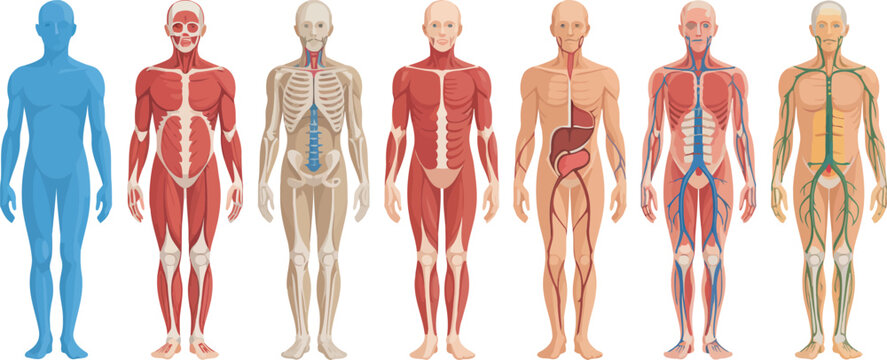 Detailed collection of human body systems like skeletal muscular and nervous structures for learning
