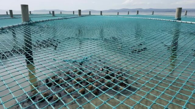 Medium shot of a large synthetic net stretched over a shellfish harvesting area highlighting the durable mesh designed for efficient collection.