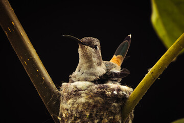 Colibrí Incubando los huevos en su nido de tela de araña. Arequipa. Peru.  © Javier