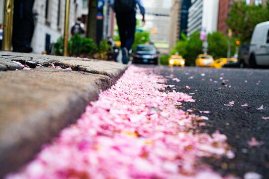 Sakuras Caidos