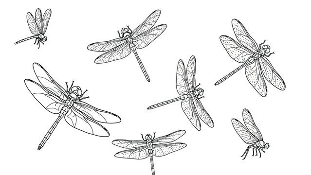 Illustration of detailed dragonflies sketched in various poses. Their wings are intricately patterned, conveying a light, airy, and natural tone.
