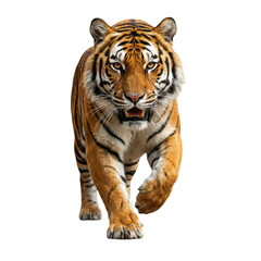 Obraz premium Majestic tiger walking forward with intense gaze, isolated on transparent background