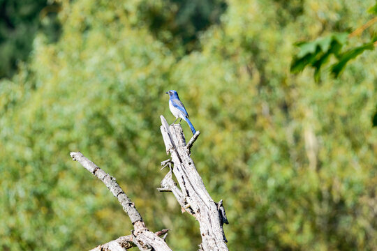 California Scrub Jay perched on dead tree branch with green foliage background