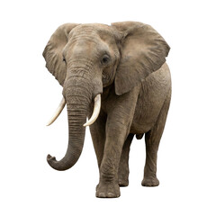 Obraz premium Large African elephant with tusks walking towards camera, isolated on transparent background