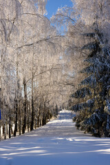 Winter landscape in the Suwałki Region in Poland