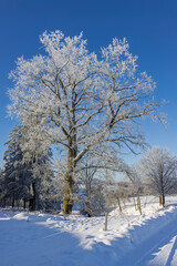 Winter landscape in the Suwałki Region in Poland
