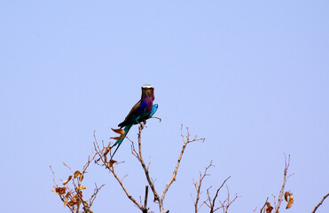 Rollier &agrave; longs brins en Namibie