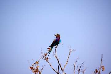 Rollier &agrave; longs brins en Namibie