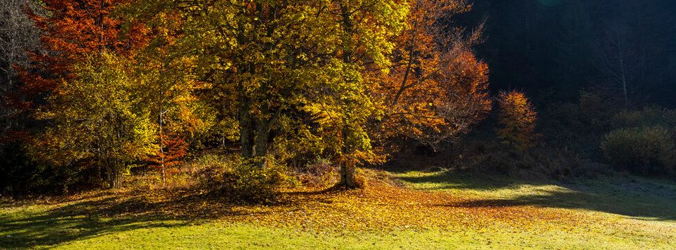 Autumn trees with golden and orange leaves line a grassy field. Bartolo Valley,Tarvisio,Friuli Venezia Giulia,Italy