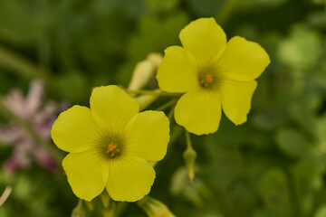 Yellow bermuda buttercup flowers blooming in springtime