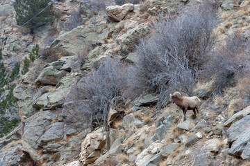 Fototapeta premium Mountain sheep are moving along a rocky terrain. One sheep is in the foreground, while the other is further up the slope. The setting has dry grass and