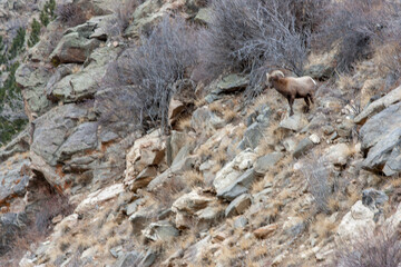 Mountain sheep are moving along a rocky terrain. One sheep is in the foreground, while the other is further up the slope. The setting has dry grass and