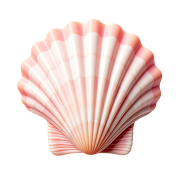 Close-up of a bright pink shell on a white background, perfect for designs and illustrations