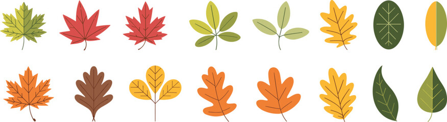 Autumn leaves vector collection, colorful fall foliage shapes, seasonal botanical illustration isolated on white