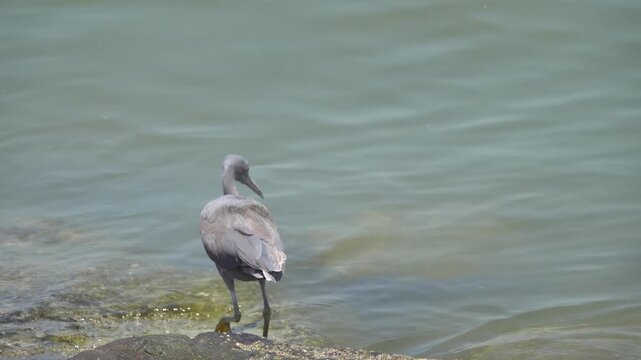 eastern reef heron (Egretta sacra) on the coast of the Andaman Sea, Penang Island, Malaysia. Colour dimorphism, black morph, winter plumage