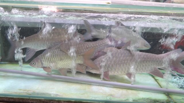 Probably Chinese carp (Ctenopharyngodon idella); grass carp (Ctenopharyngodon idella) in an fish tank, live fish for sale at a seafood store in Malaysia.