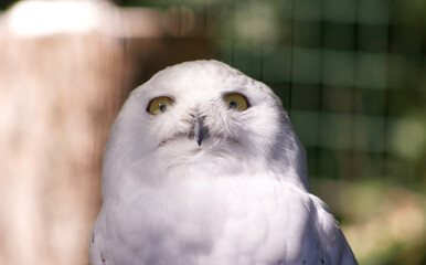 Obraz premium Snowy owl Bubo scandiacus looking up with curiosity. Close up head portrait of a white arctic owl in a zoo enclosure with bright sunlight and soft blurred background.