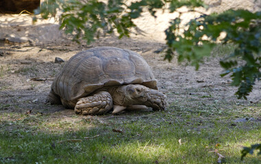 Fototapeta premium African spurred tortoise Centrochelys sulcata walking on the ground in a zoo enclosure on a sunny day