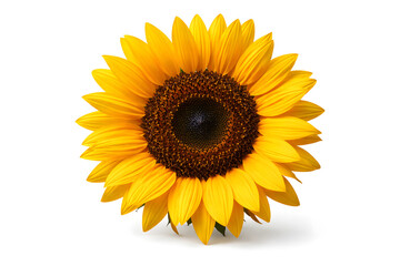Fototapeta premium Single bright sunflower in full bloom, isolated on white, representing summer, happiness, nature beauty, and positive energy..
