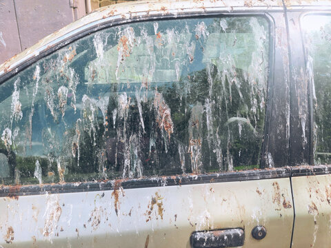 Cars side window and door cover in bird droppings