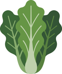 Minimalist flat illustration of bok choy or chinese cabbage, green leafy vegetable with thick white stems, healthy organic food, isolated on transparent