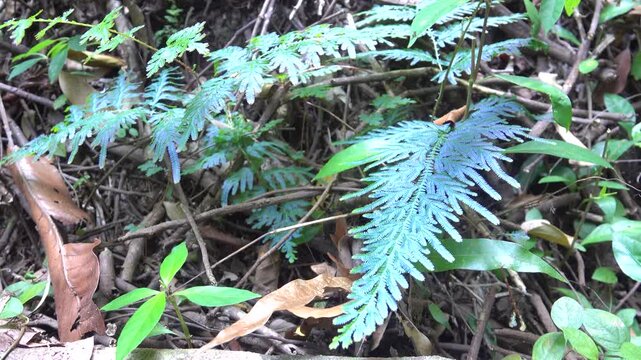 Rainforest on the Malayan peninsula, Malacca with an abundance of ferns and vines. Wildenow's spike moss and peacock fern (Selaginella willdenowii) full of grace iridescent blue