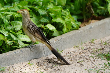 Fototapeta premium The guira cuckoo, known in Spanish as the pirincho (Guira guira) is a species of gregarious bird found widely in open and semi-open habitats of northeastern, eastern and southern Brazil. Fortaleza.