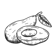 hand drawn vector illustration of avocado