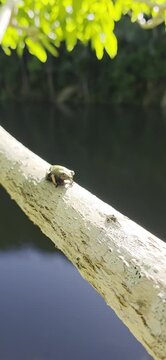 sapo
