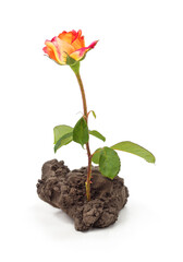 Rose flower growing from a piece of soil.