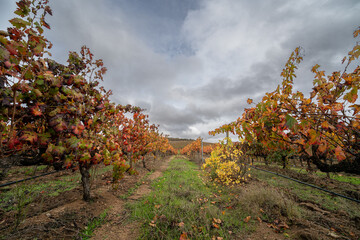 Fototapeta premium Autumn vineyard in Alentejo, Portugal, with golden-brown leaves and rows of vines under soft sunlight, capturing seasonal beauty and rural charm.