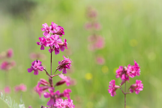 Beautiful delicate pink flowers of Viscaria Vulgaris growing in the meadow in the summer close-up. selective focus, bokeh, blurred background. pink wildflower. spring season, flowering