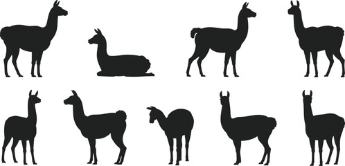 Set of llama and alpaca silhouettes in standing and resting poses, black South American farm animal wildlife vector collection isolated on white background © Babulur 