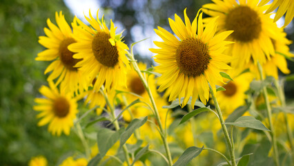 Obraz premium yellow sunflower in the field. Large flowers of a sunflower in the sunlight. Yellow flowers on a farm field. Agriculture concept, organic products, good harvest. Growing seeds for oil.